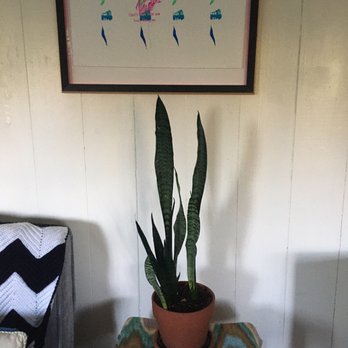 Clement Nursery - Snake Plant - Nurseries & Gardening Near Me - San Francisco, California