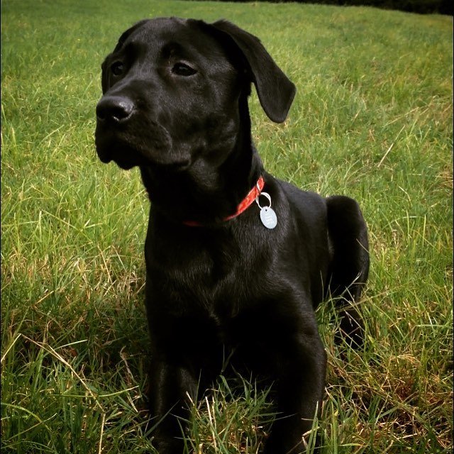 JURASSIC BARK HARROGATE 14 Photos Dog Walkers Wedderburn Drive