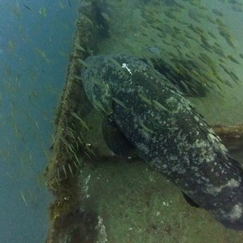 Walker's Dive Charters - Goliath Grouper - Scuba Diving Near Me - Riviera Beach, Florida