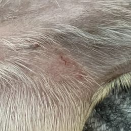 Surprise wound Surprise wound