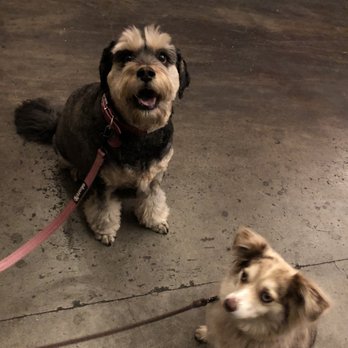 Moonlight Brewing - Plumette and Charlie loving the moonlight welcome. - Breweries Near Me - Santa Rosa, California Moonlight Brewing - Plumette and Charlie loving the moonlight welcome. - Breweries Near Me - Santa Rosa, California