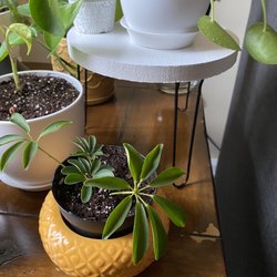 Seven One Six Design - Small white plant stand