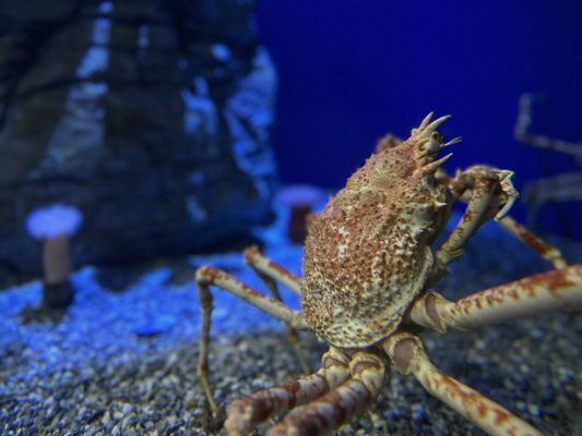 Aquarium of the Pacific by null Aquarium of the Pacific by null