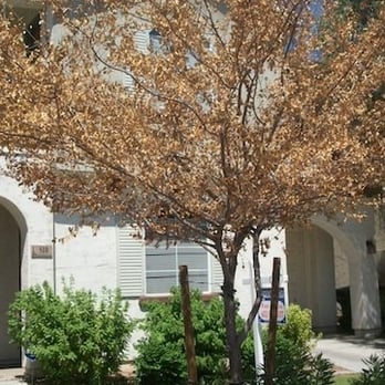 Planned Development Services - Remove the dead trees...Yes. Replace them...No. - Property Management Near Me - Glendale, Arizona Planned Development Services - Remove the dead trees...Yes. Replace them...No. - Property Management Near Me - Glendale, Arizona