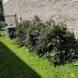 Tree debris