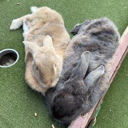 Mini Golf with Rabbits Rotorua