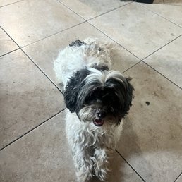 Dog Dog