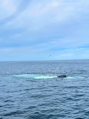 7 Seas Whale Watch by null