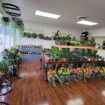 Pearl Plants - Nurseries & Gardening Near Me - Indianapolis, Indiana Pearl Plants - Nurseries & Gardening Near Me - Indianapolis, Indiana