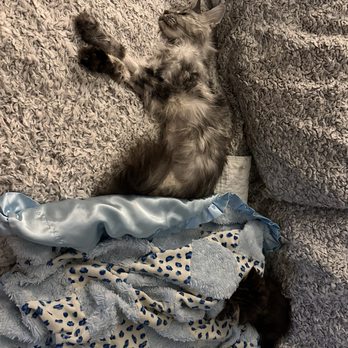 Veterinary Emergency Group - Fading away after surgery. - Emergency Pet Hospital Near Me - Pleasant Hill, California Veterinary Emergency Group - Fading away after surgery. - Emergency Pet Hospital Near Me - Pleasant Hill, California