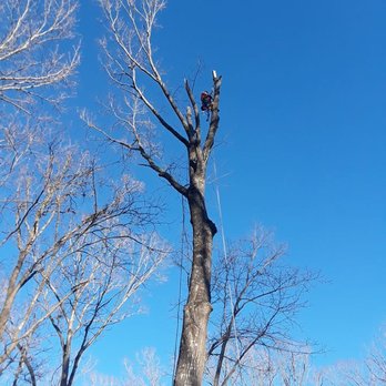 Mills Tree Service - Servicing Northwest Arkansas and the Surrounding Areas. Call us for a FREE Quote at (479) 340-6305. - Tree Services Near Me