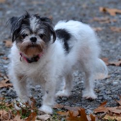 Dowagiac Animal Hospital - Pheobe