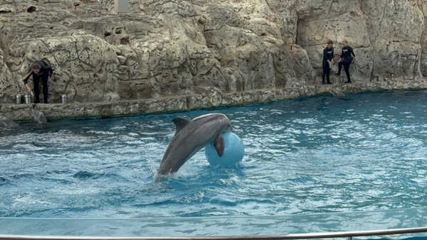 Texas State Aquarium by null
