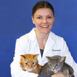 Caring Hands Animal Hospital - Clarendon