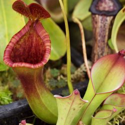 Redleaf Exotics