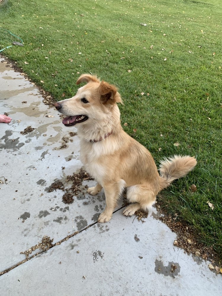 TOP DOG MOBILE GROOMING Updated September 2024 Salt Lake City, Utah