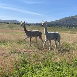 Olde LYFE Alpacas