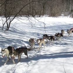 October Siberians Vermont Sled Dog Adventures - Dashing through the snow!