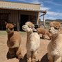 Photo of Hollywick Farms Alpacas
