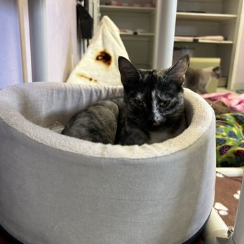 Angels With Paws - Wildflower - Animal Shelters Near Me - Lakewood, Colorado Angels With Paws - Wildflower - Animal Shelters Near Me - Lakewood, Colorado