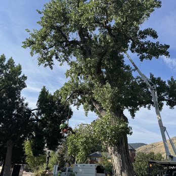 Arborist Prime - Tree Services Near Me Arborist Prime - Tree Services Near Me