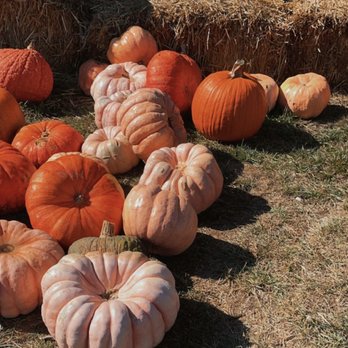 Plumper Farms - Pumpkin Patches Near Me - Portland, Oregon