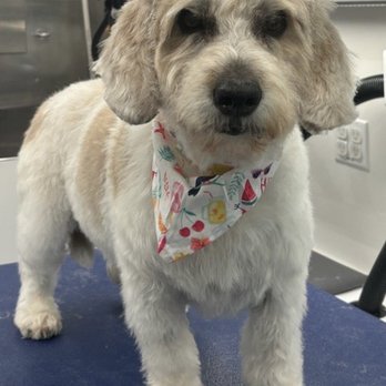 Boops N' Bubbles Mobile Dog Grooming - Daisy - Pet Groomers Near Me - San Ramon, California