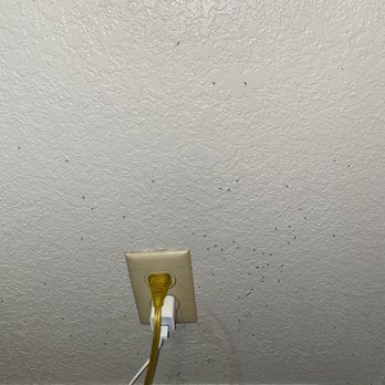 Laurel Inn & Conference Center - Dead ants on the wall - Hotels Near Me - Salinas, California Laurel Inn & Conference Center - Dead ants on the wall - Hotels Near Me - Salinas, California