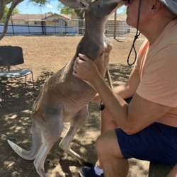 Movieland Animals - Adorable kissing kangaroo