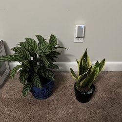 Seven Oaks Plant Shop