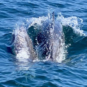 Oceanside Adventures - Common dolphins ;) - Boat Charters Near Me - Oceanside, California Oceanside Adventures - Common dolphins ;) - Boat Charters Near Me - Oceanside, California