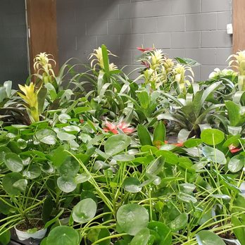 Blvd Nursery - Chinese money plants - Nurseries & Gardening Near Me - Pasadena, California Blvd Nursery - Chinese money plants - Nurseries & Gardening Near Me - Pasadena, California