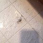 Photo of Amaranda's House Cleaning