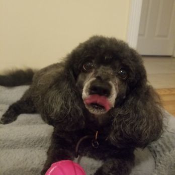 Doggie Styles - Pet Groomers Near Me - Glendale, California