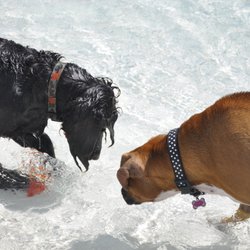 Dogs are Aug 24-25, 12-3 p.m. $5 per dog, or one dog per membership
