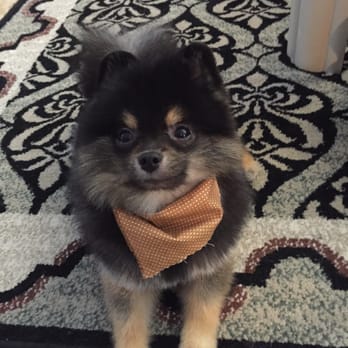 The Hairy Hound - Kovu's new look! Bandana and all - Pet Groomers Near Me - Clearwater, Florida