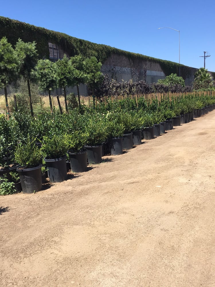 FUKU BONSAI NURSERY Updated October 2024 550 W 168th St, Gardena