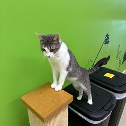 Patriot Pawsabilities - Cat