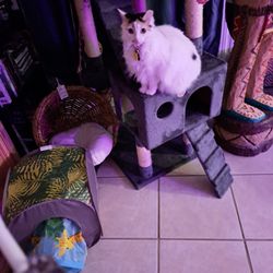 Pearl River Veterinary Hospital Gift Greeting Cards Email