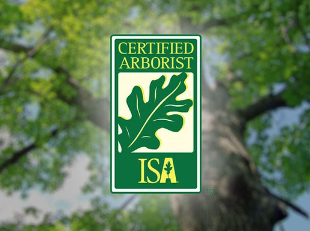 California Ecology Arborists - tree service in Los Angeles, CA