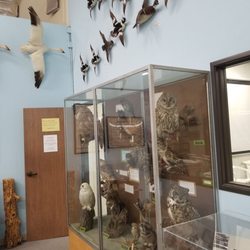 Western Foundation of Vertebrate Zoology