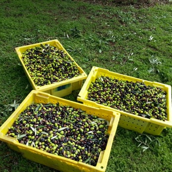 Lucchetti Olive Oil - Extra Virgin Olive Oil - Olive Oil Near Me - Sonoma, California