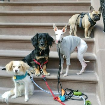 Play Pals - Bernard and his crew! I swear so many of these photos look like Rat Pack movie posters LOL - Dog Walkers Near Me Play Pals - Bernard and his crew! I swear so many of these photos look like Rat Pack movie posters LOL - Dog Walkers Near Me