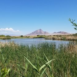 Duck Creek Trails - Frenchman Mountain towers over a mirage in the desert.