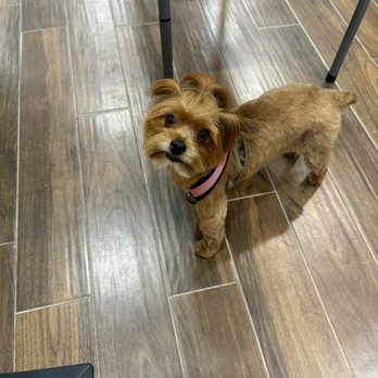 Snooty Pup Grooming - Pet Groomers Near Me - Sherman, Texas Snooty Pup Grooming - Pet Groomers Near Me - Sherman, Texas