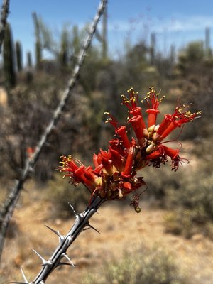 Tucson Mountain District by null