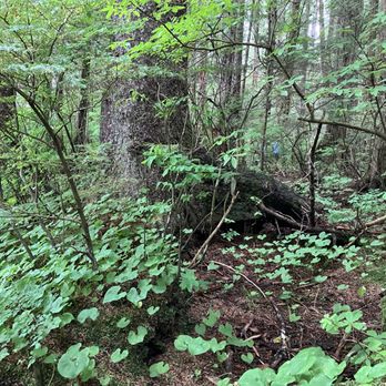 Sitka National Historical Park - Beautiful forest - Parks Near Me - Sitka, Alaska