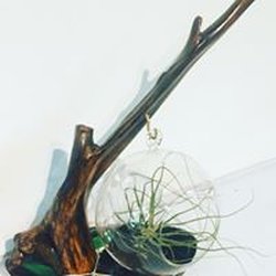 Sherwood Park Florist - Driftwood Terranium