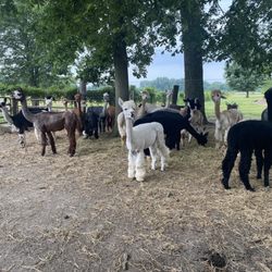 Gibraltar Bay Alpaca Farm