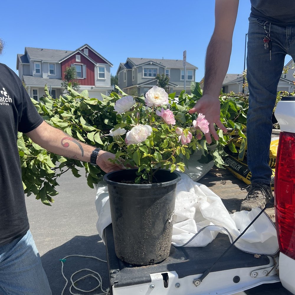Budget Plants - Nurseries & Gardening Near Me - Arcadia, California